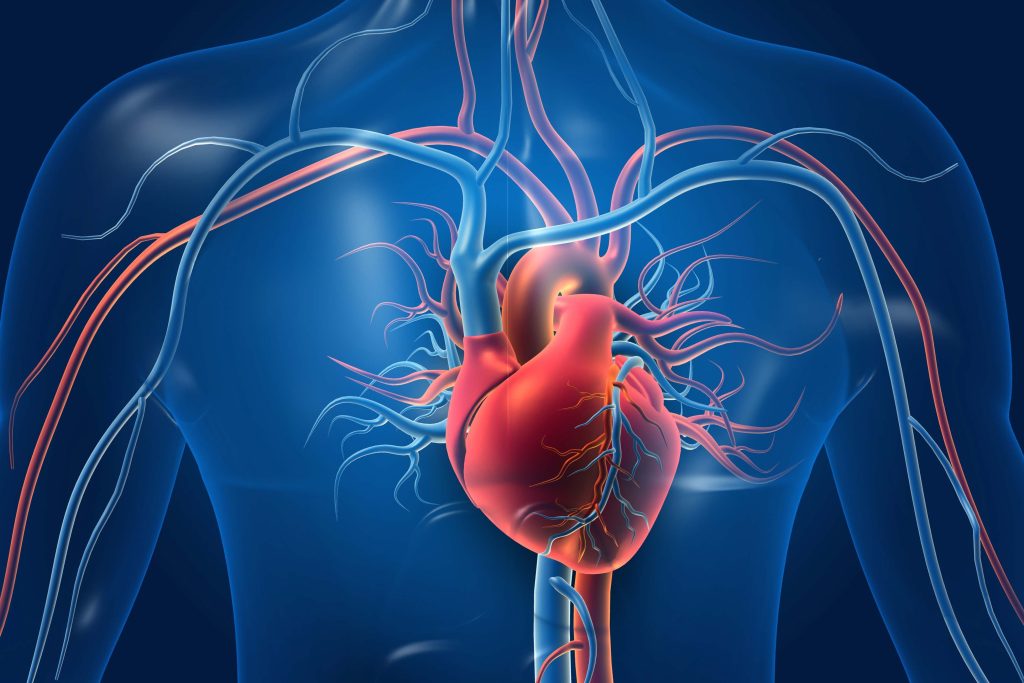Сердце повернуто правым желудочком вперед: симптомы и значение